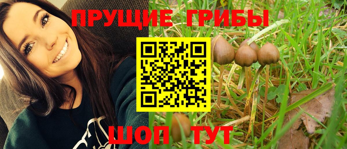 Великие Луки  Псилоцибиновые грибы Cubensis  наркошоп  Вход с VPN 